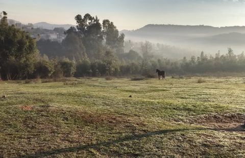 Vendas Terreno  Tabatinga – Rua Julião Assef ( rua ao lado do Comercial Vaqueiro)