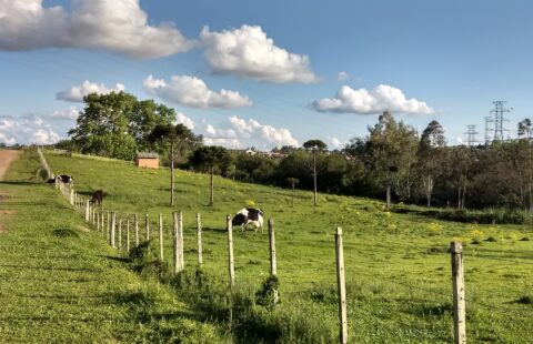 Vendas Prado Terreno Rua Amália Labarte