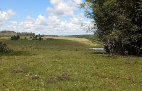 Vendas Chácara Palomas  Avenida Palomas Pampeiro